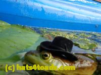 /home//u458753944/public_html/sourcegallery//////////////Frogs/More bullfrogs/P8180209.JPG